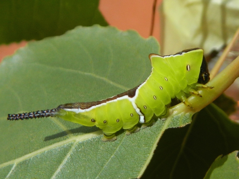 Dall''uovo all''adulto: Cerura (Apocerura) erminea  - Notodontidae